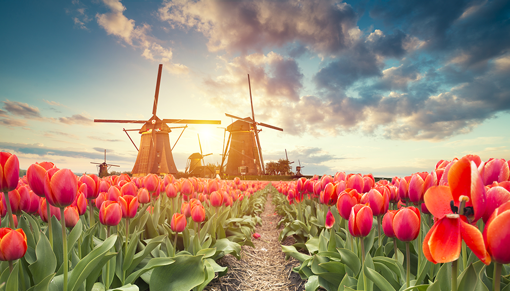 Dutch Tax Incentives, Dutch Holdings, participation exemption